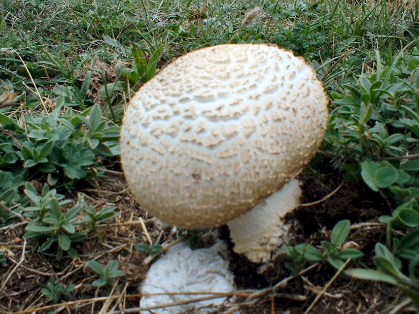 agaricus urinascens